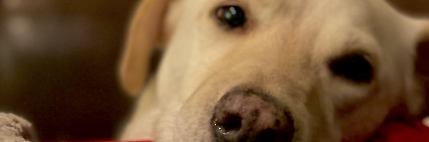 Dylan Shelton banner