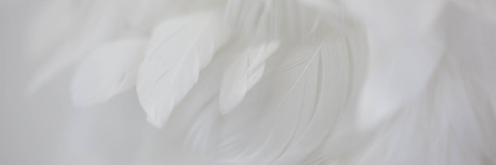 Jessica Broscheit banner