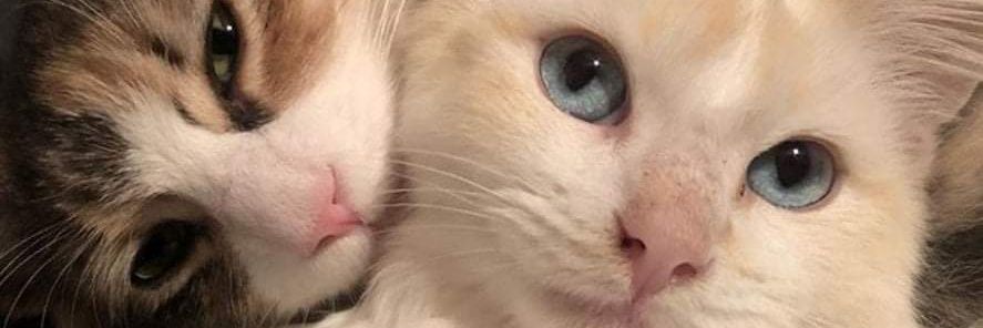 Rayedikulus's profile banner image