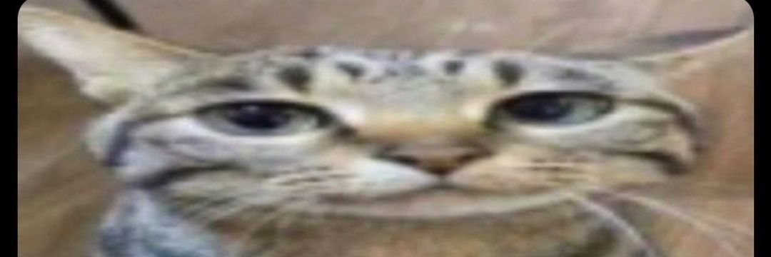 bef ✨🏳️‍⚧️ banner