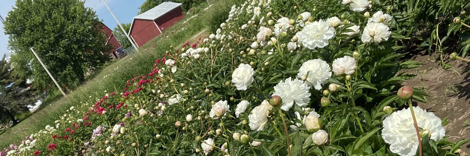 OhMyPeonies's profile banner image