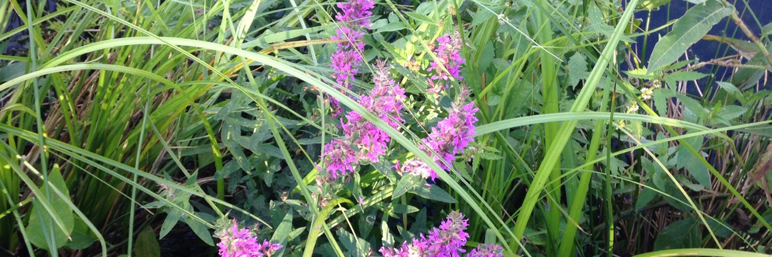 Harry van Dijk banner