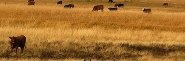 Dryland Cattle Profile Banner