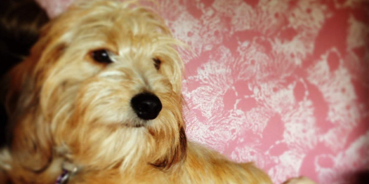 kimberleecarle's profile banner image