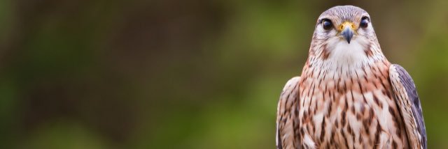 shnalc's profile banner image