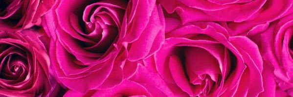 Thefancyexpat's profile banner image