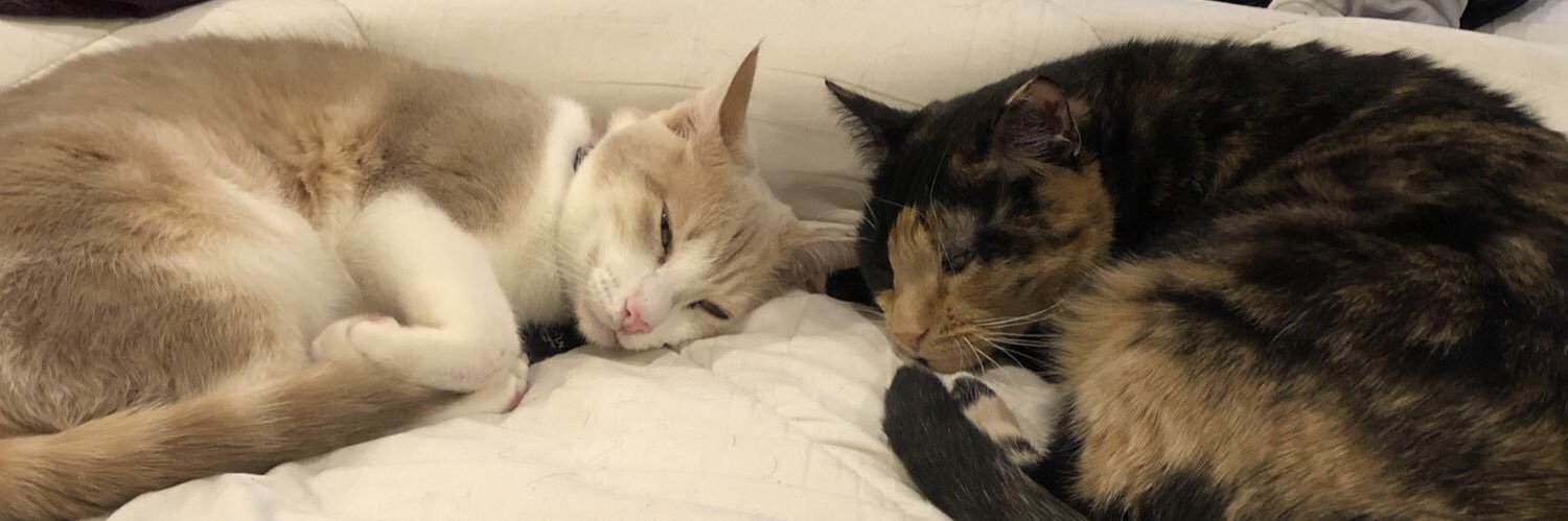 ValleyCats&FriendsAnimalRescue banner