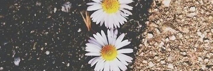 narnah_'s profile banner image