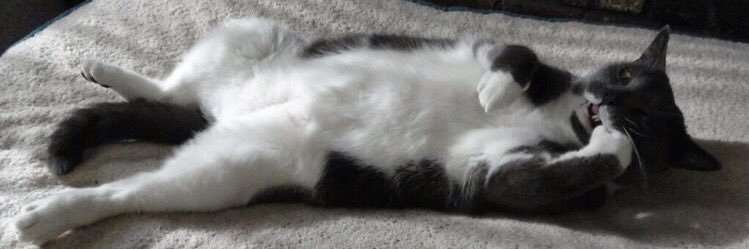 Charliechipscat's profile banner image