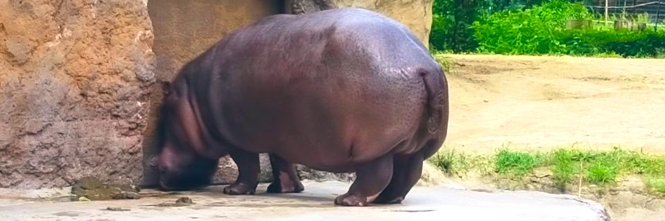 c_h3k's profile banner image