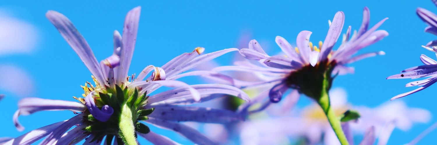 Aklimages's profile banner image