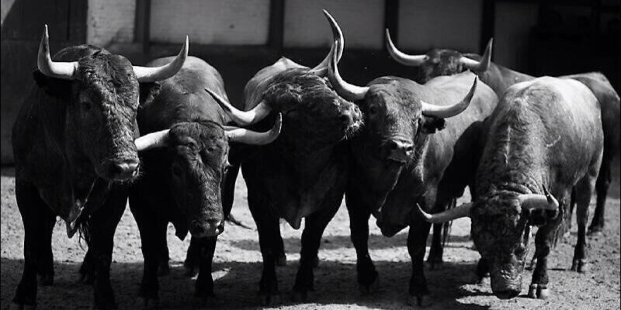 David Toro Ochoa banner