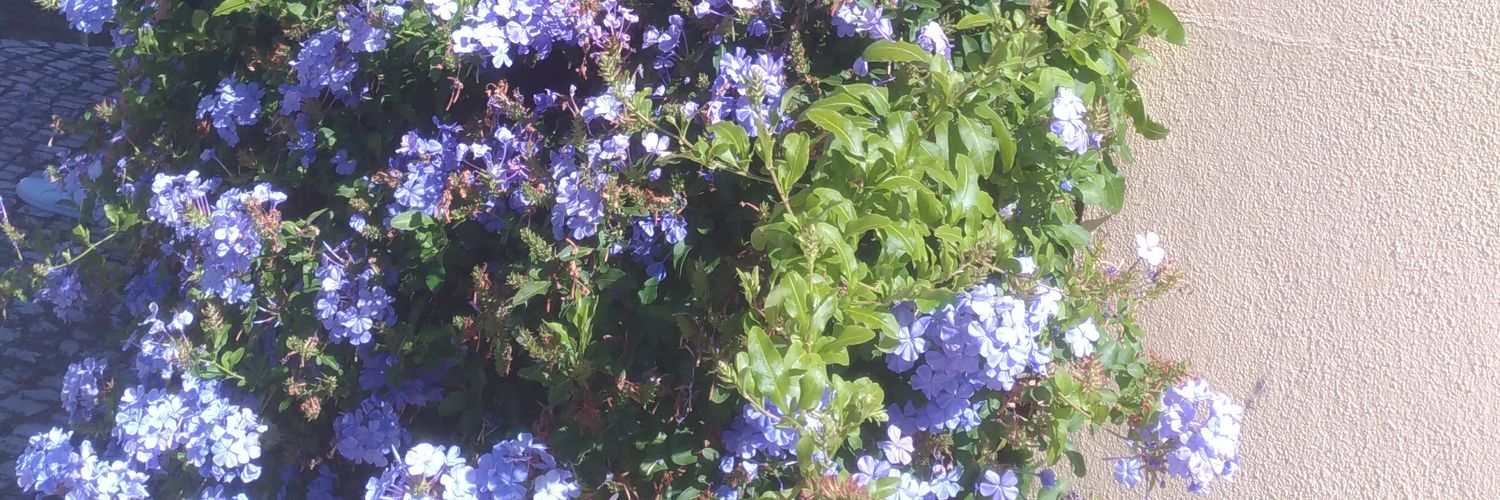 sophia_stylesJB's profile banner image