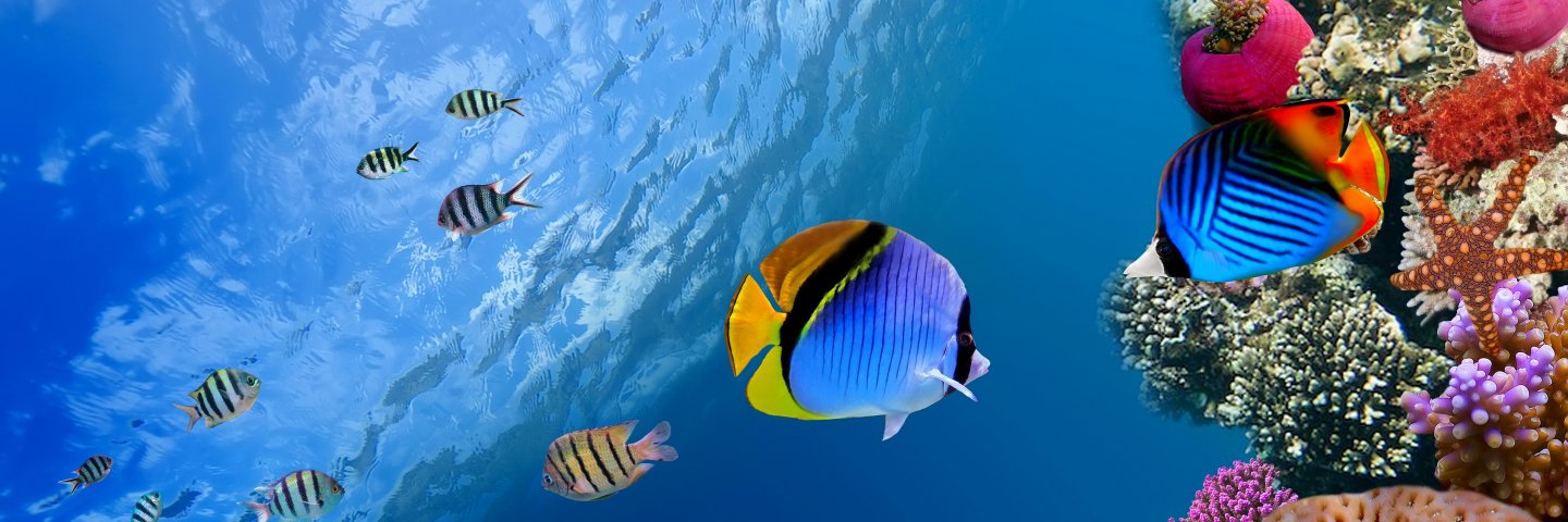 buceartedive's profile banner image
