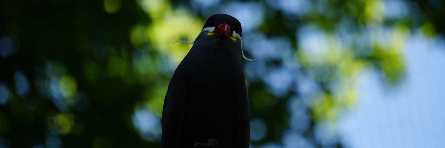 AyuKonton's profile banner image