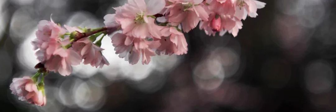 MarziaAF's profile banner image