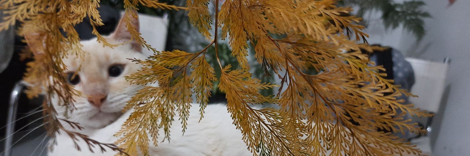 ndrekenas's profile banner image