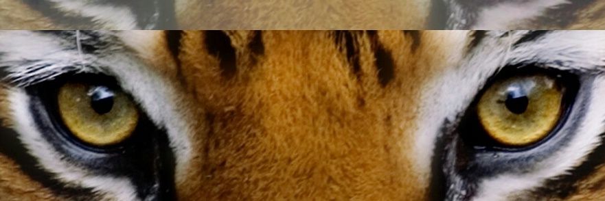 04Albita's profile banner image