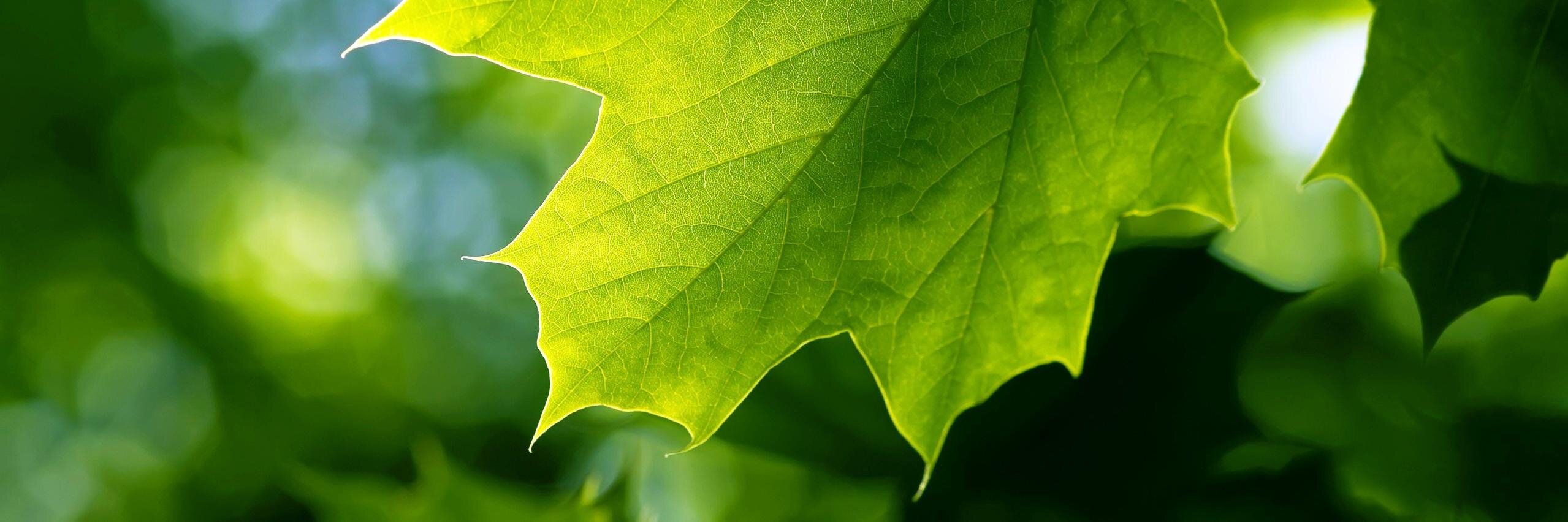 Mentalidad Ecológica banner