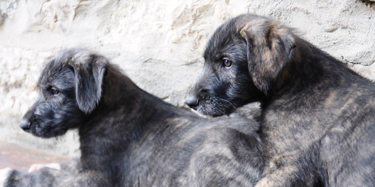 Donatella Campus banner