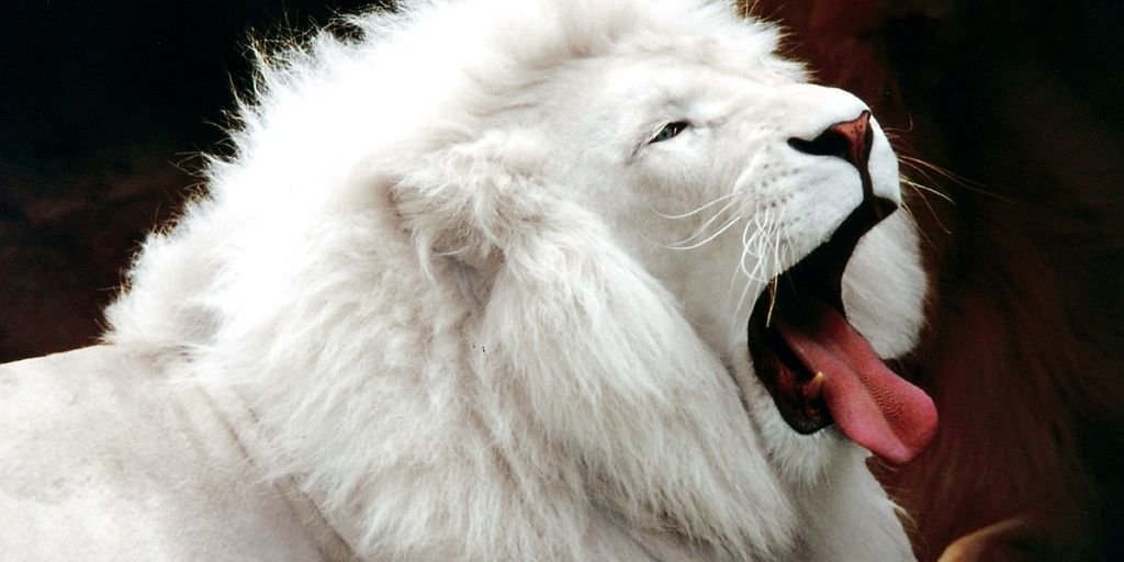 MushCiya's profile banner image
