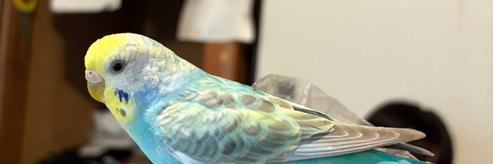 GoKovacs's profile banner image