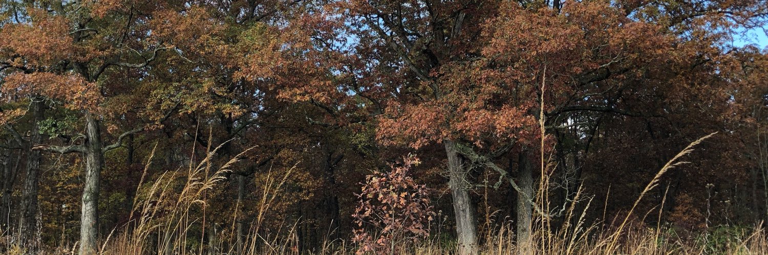 Anne Marie Lutz banner