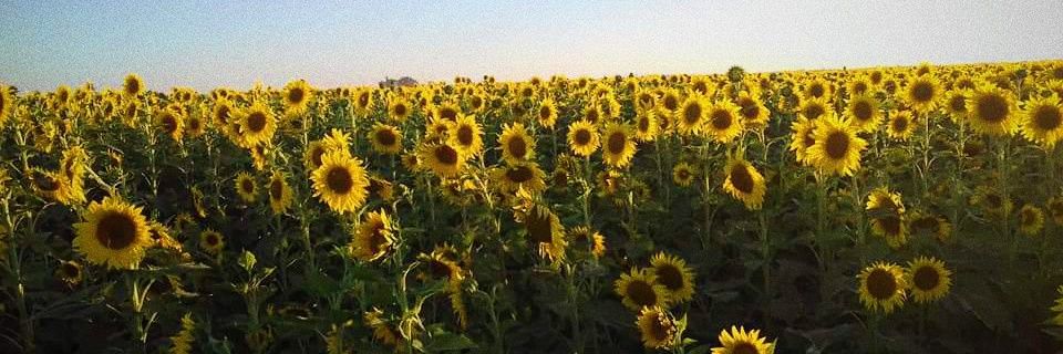 Marycarmenef's profile banner image