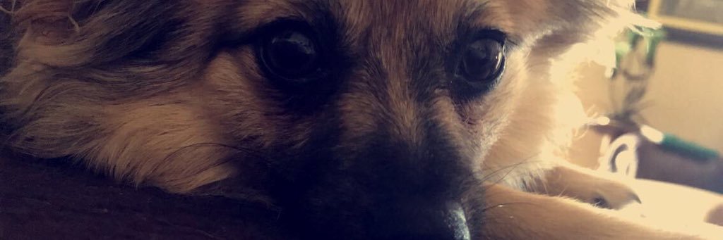 vanessafosco's profile banner image