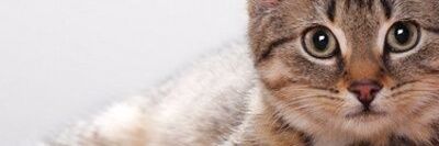 Lucas Gregório banner