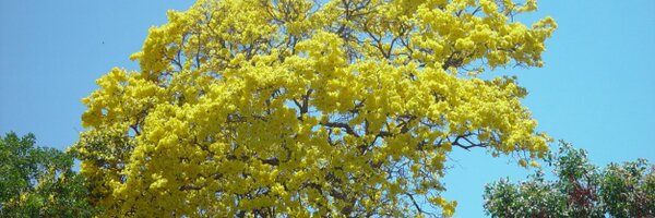 busca_vida Profile Banner