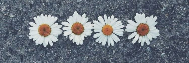 Caroroldan_'s profile banner image