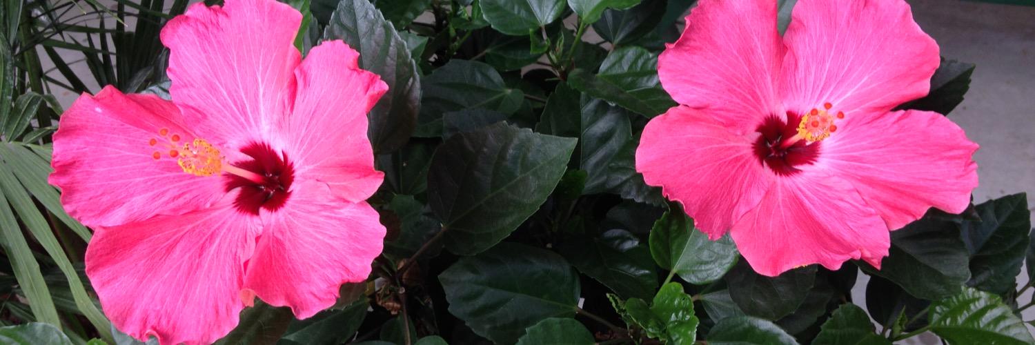 Heathababe's profile banner image
