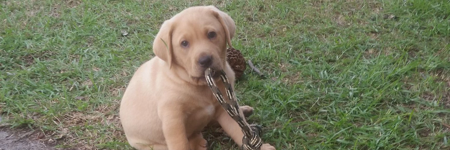 graciesdadrules's profile banner image