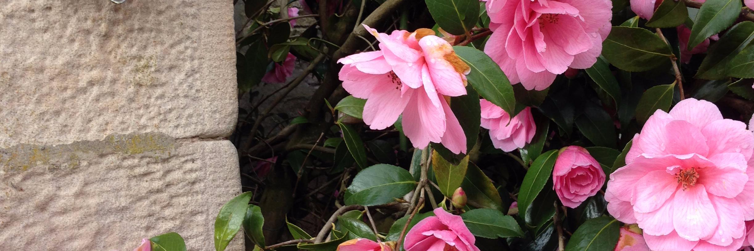 Lisi Gordon she/her banner