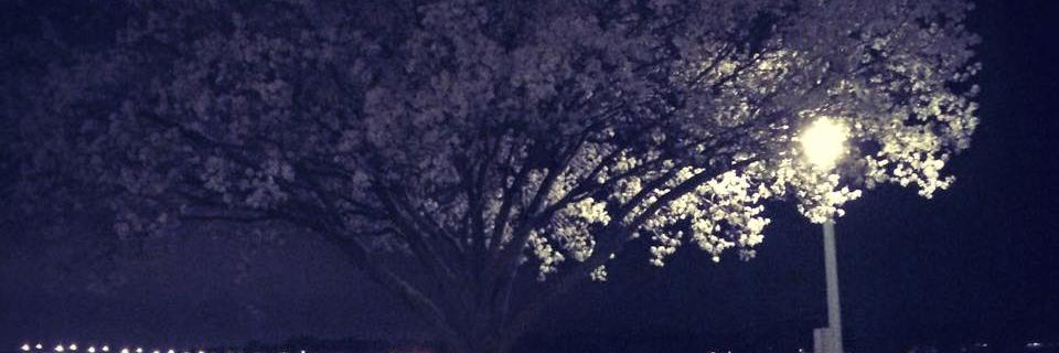 Sincerely_Vicki's profile banner image