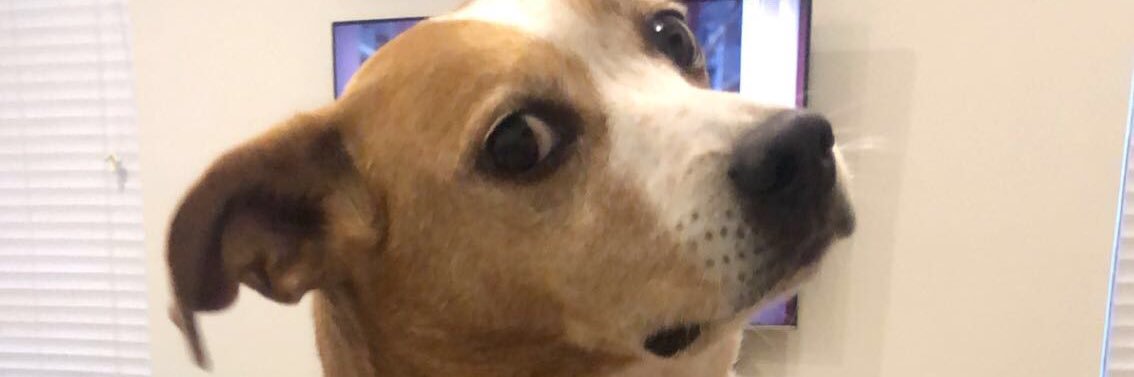 cassdubree's profile banner image