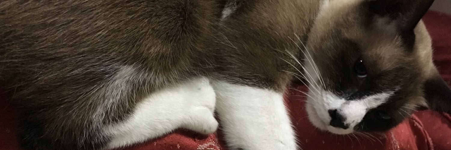 totemsteph's profile banner image