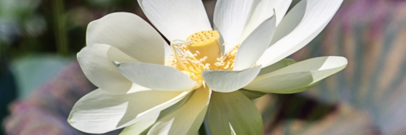TamarindJones's profile banner image