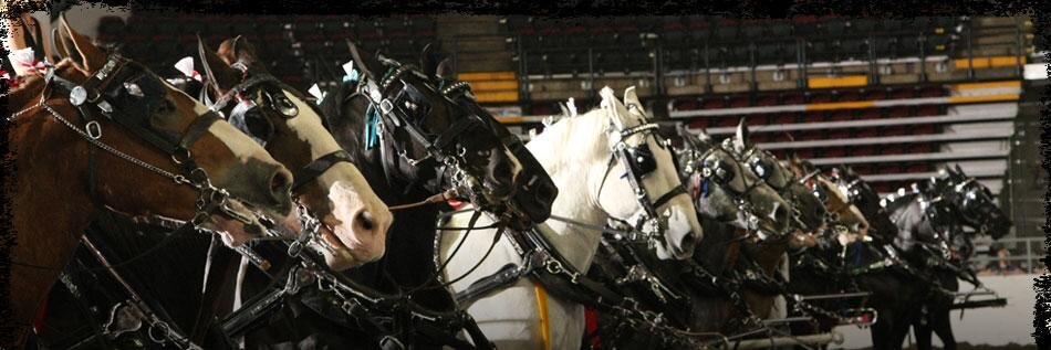 CSHeavyHorse's profile banner image