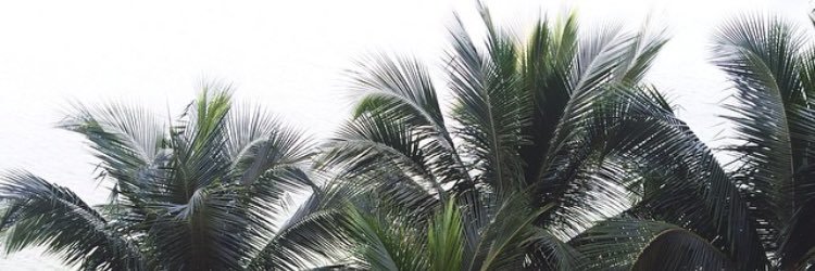 brianapangborn's profile banner image