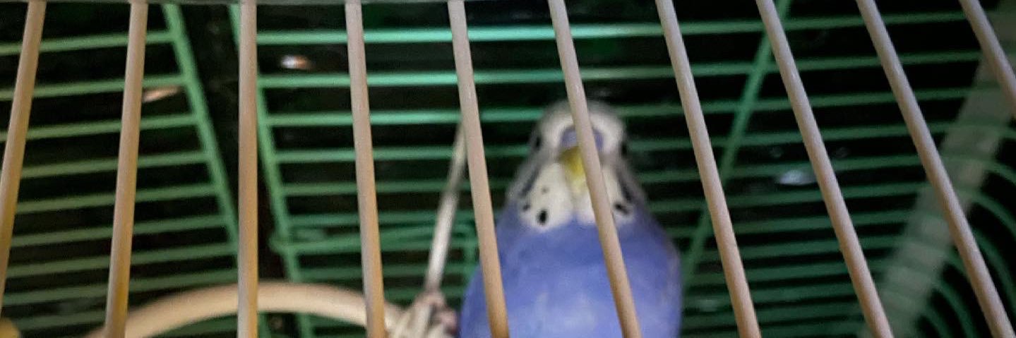 おすぎ(交換はツイフィ任意参照) banner