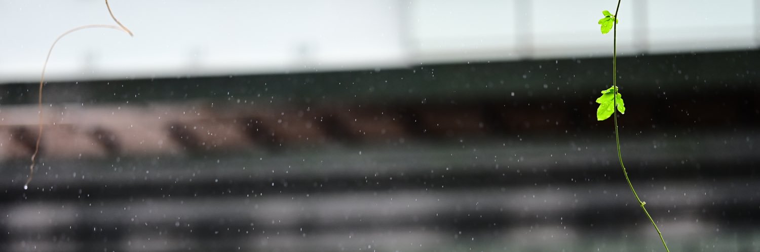 卯白 banner