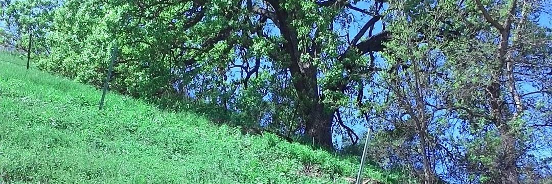 TheLevelOneSlime banner