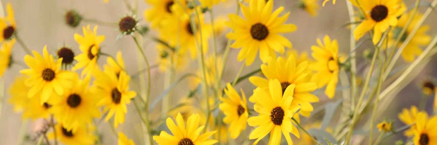 Natalia Bercovich banner