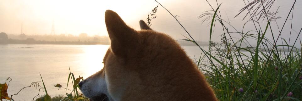 柴犬こはる banner