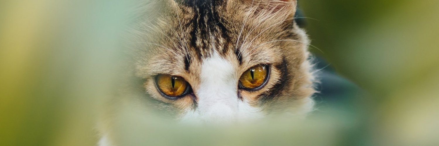 Hzm ⚜️🇵🇸 banner