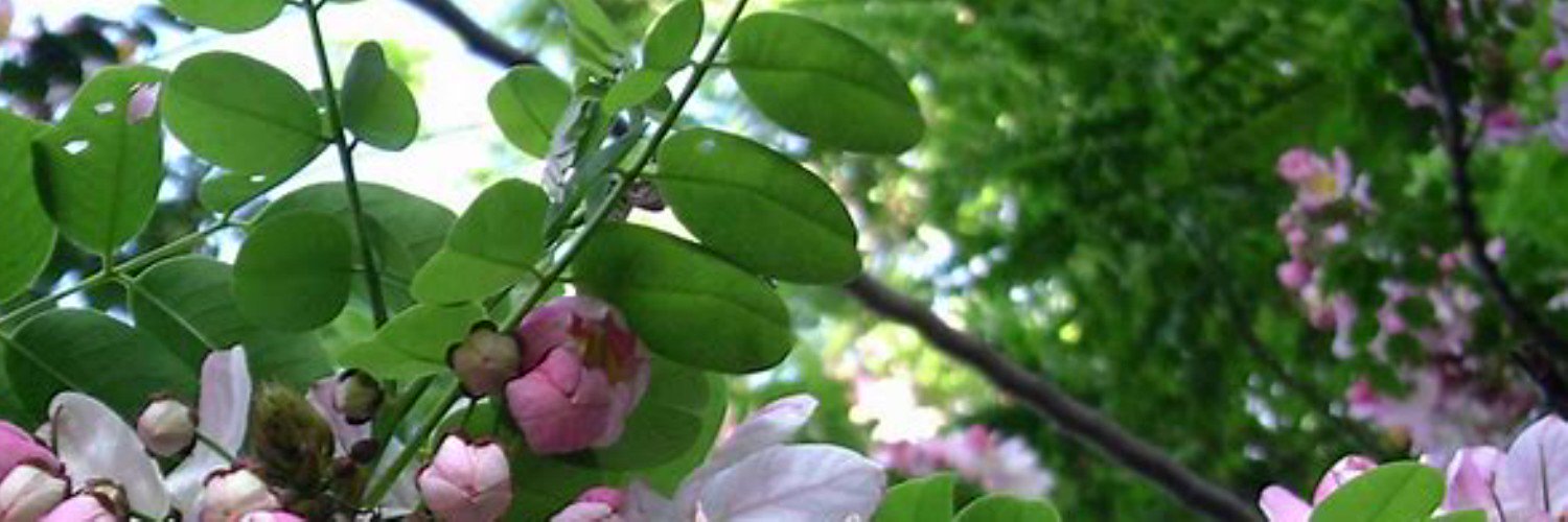 laraibest's profile banner image