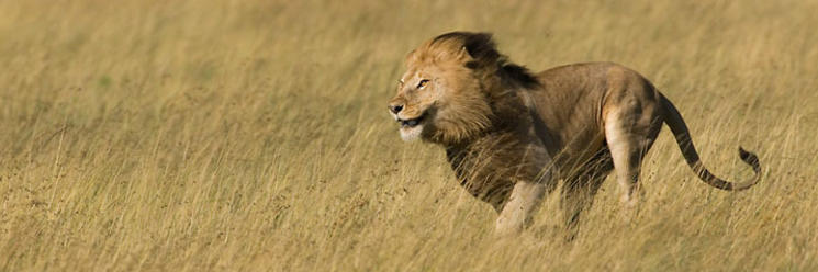 Pounce de Leon banner