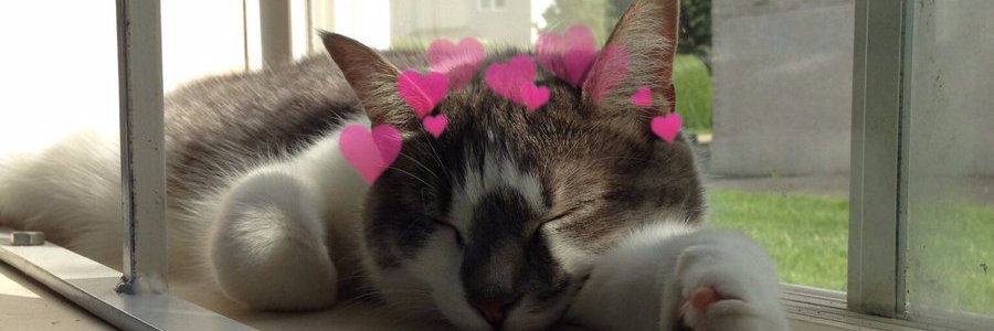 tykadri_'s profile banner image